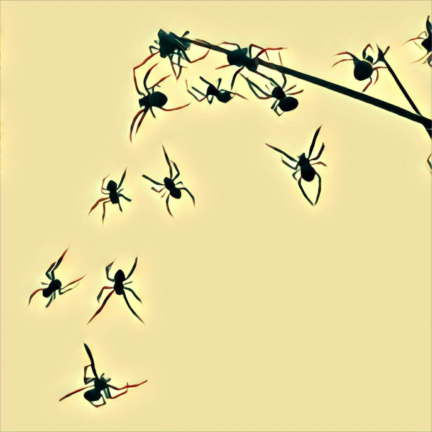 Spinne ⚠ Im Traum, was bedeutet das? mit Video - Traum-Deutung