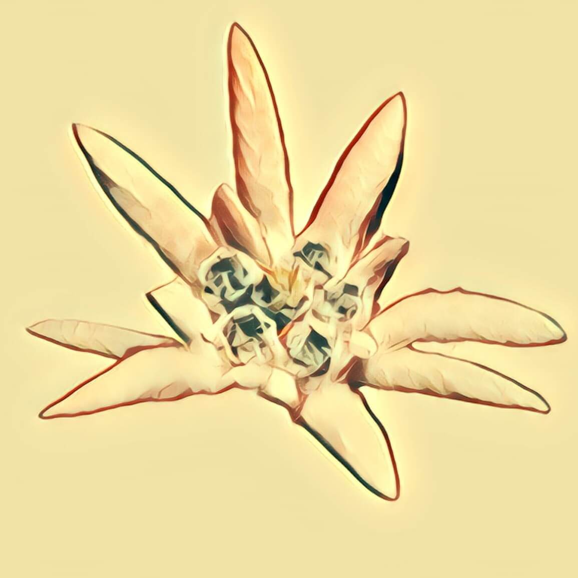 Efeu - Traum-Deutung