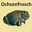 Ochsenfrosch