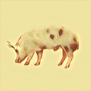 Schwein krafttier Krafttiere Archive