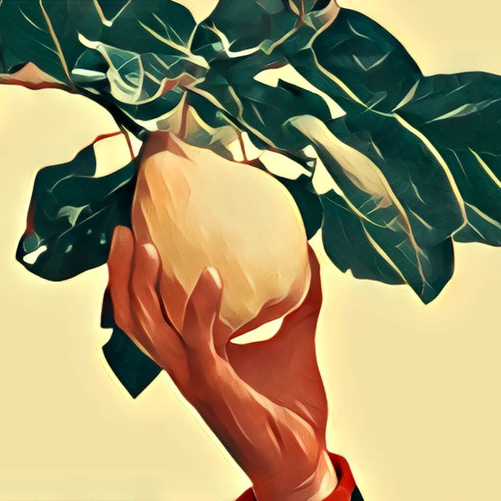 Quitten TraumDeutung